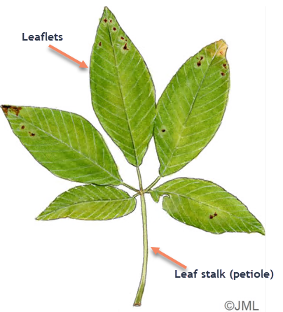 <p>a leaf-like portion of the blade of a compound leaf. There is no bud in the axil of its peticle</p>