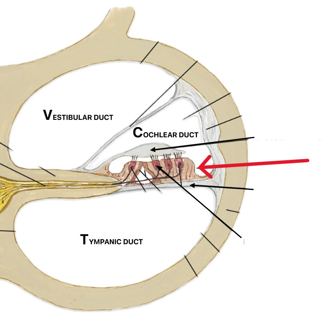 <p>Which part of the ear is:</p><ul><li><p>Inside cochlea</p></li><li><p>Contain hair cells</p></li><li><p>Sits on top of basilar</p></li></ul><p></p>
