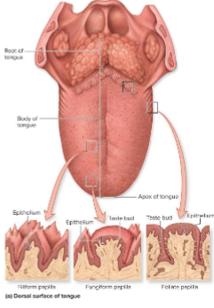 <p>What is the function of fungiform papillae?</p>