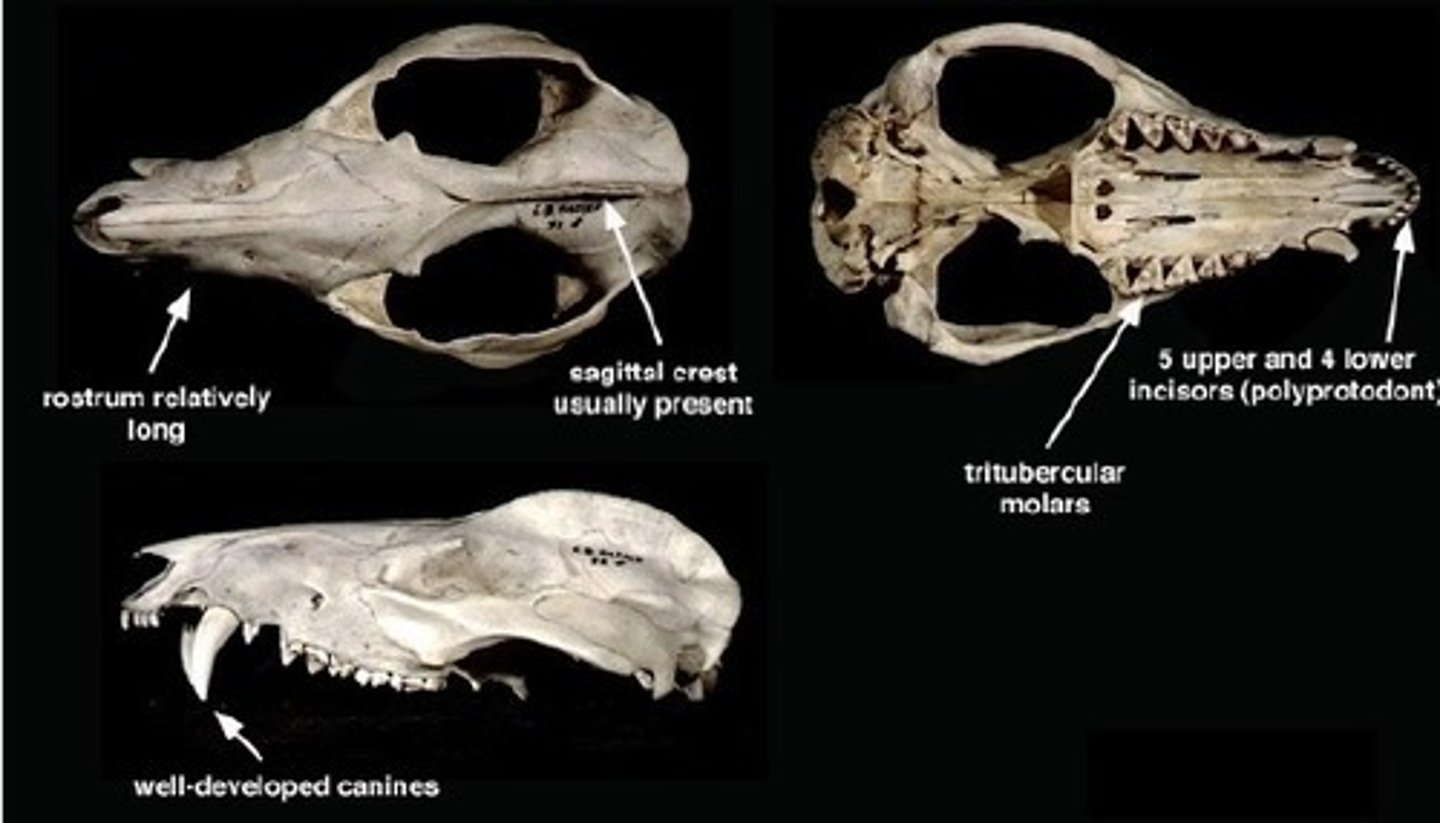 <p>- Placental mammals<br>- sharp pointed teeth, <br>- molars have sharp cutting edges, <br>- no diastema.</p>