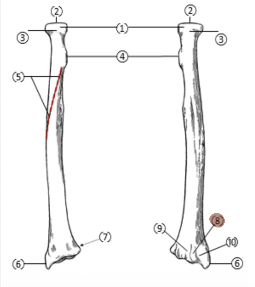 <p>On the Distal end of the radius, which part is highlighted (8)?</p>