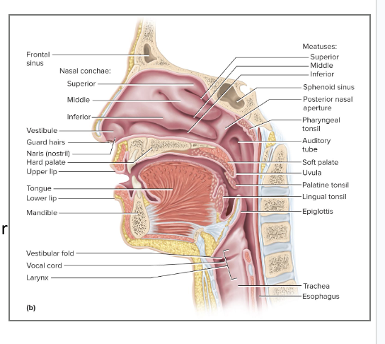<p>3 folds of tissue that occupy the chamber behind the vestibule</p><ul><li><p>consists of the superior, middle, and inferior nasal conchae (turbinates)</p></li><li><p>Project from lateral walls toward the septum</p></li><li><p>Each concha has a <u>meatus</u></p><ul><li><p>a narrow air passage beneath each concha</p></li></ul></li><li><p>Narrowness and turbulence ensure that most air contacts mucous membranes</p></li><li><p>Cleans, warms, and moistens the air</p></li><li><p>most humidity is made with the nasal conchae </p></li></ul><p></p>