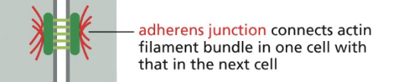 <p>Cadherins - found in cell-cell junctions, depend on interacting cytoskeletal protein;</p><p>Integrins - found in cell-matrix junctions;; depend on cytoskeletal interactions</p>