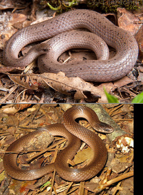 <p>leaf litter snake; all of GA; color varies slightly; smooth scales; spots</p>