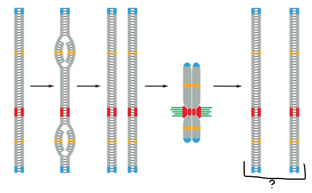 <p><span><span>What phase is the indicated portion in?</span></span></p>