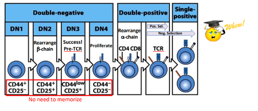 <p>-DN stages are distinguished by surface “markers” like CD25 (IL-2Ralpha chain)</p><p>-until the first DNA break DN thymocytes are not committed to the T-cell lineage</p>