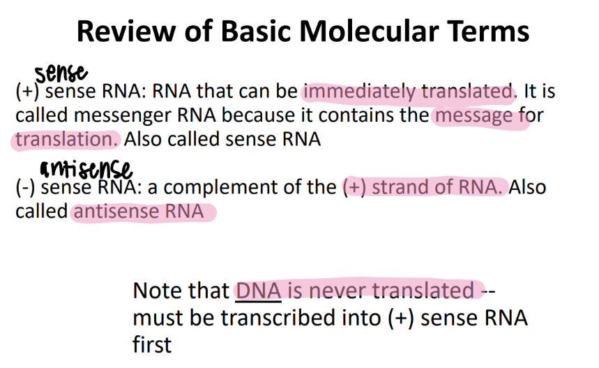 <p>antisense RNA </p><p>(literally just complimentary to (+) ssRNA) </p>