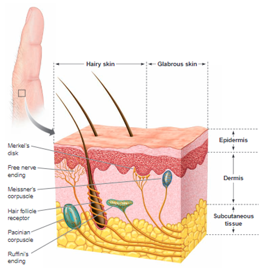 <p>what is the epidermis (skin)?</p>