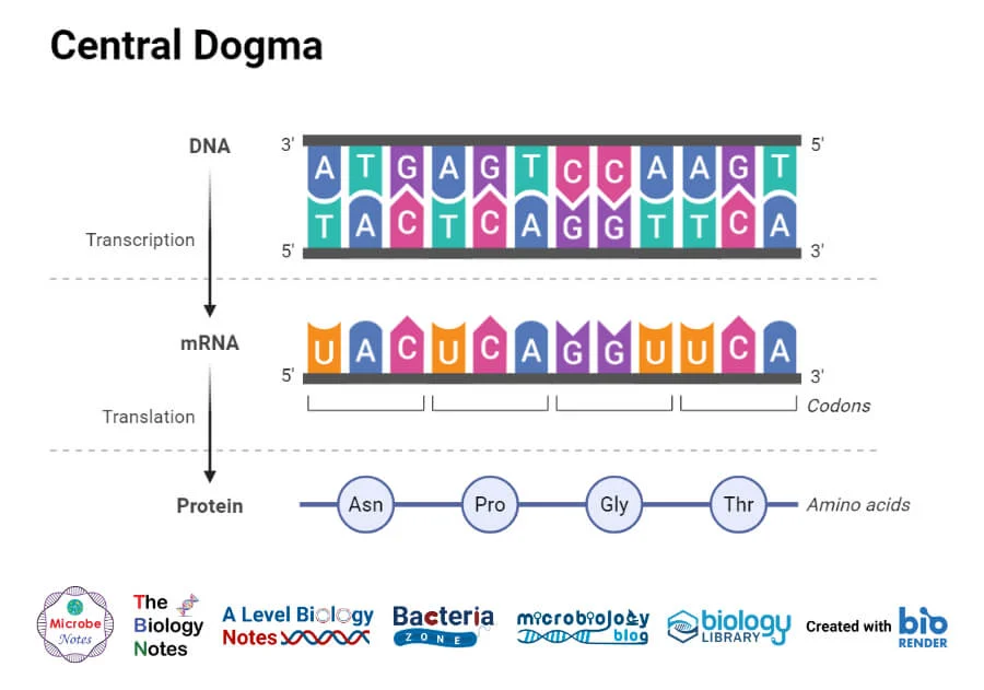 <p>cell synthesizes the proteins by decoding mRNA instructions to amino acids </p>