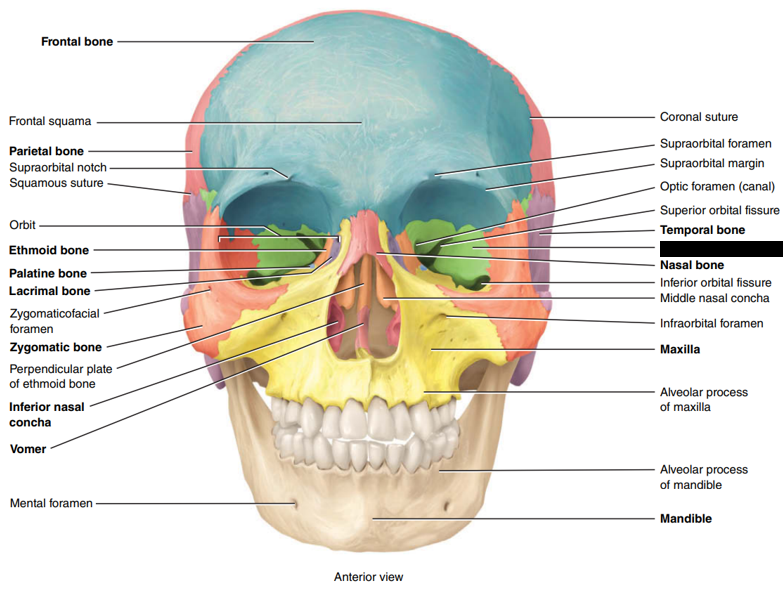 <p>State and identify what part of the cranial bone is being pointed out and censored.</p>