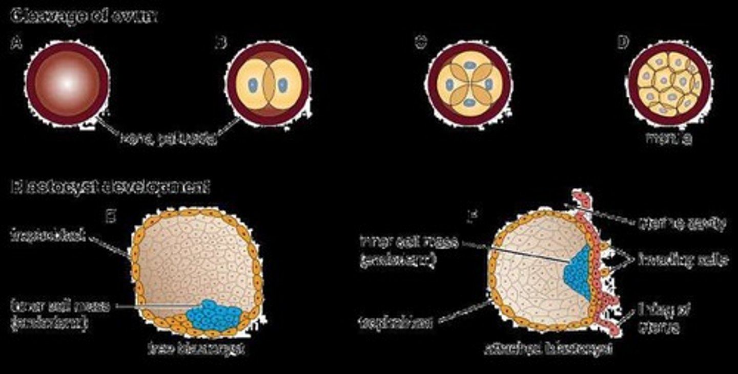 <p>Cleavage is the rapid mitotic division of the zygote as it moves toward the uterus for implantation, marking the formation of an embryo.</p>