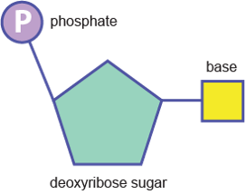 <p>Nucleic acid</p>