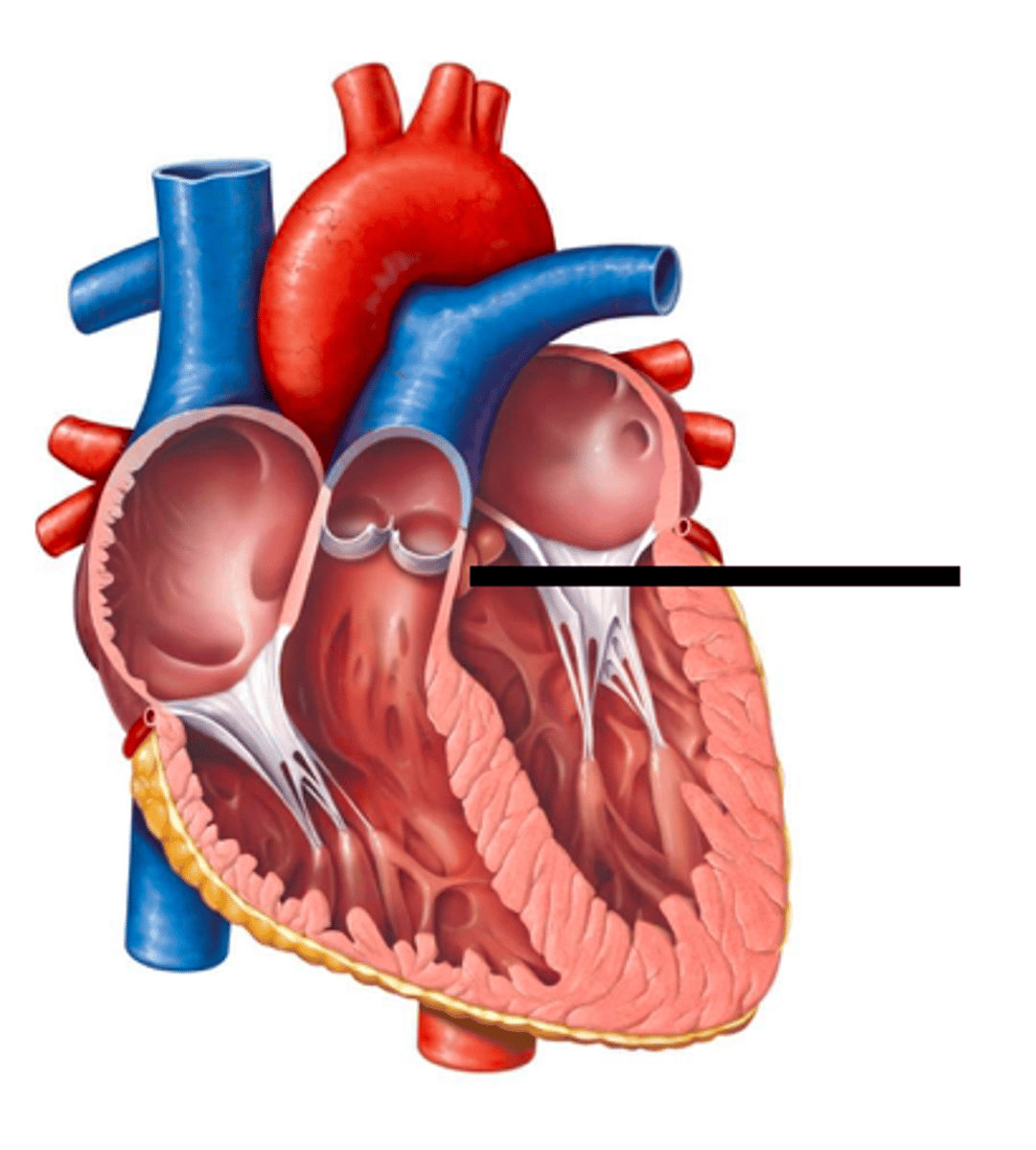 <p>revent the regurgitation of blood from the aorta into the left ventricle during ventricular diastole and to allow the appropriate flow of blood—the cardiac output —from the left ventricle into the aorta during ventricular systole</p>