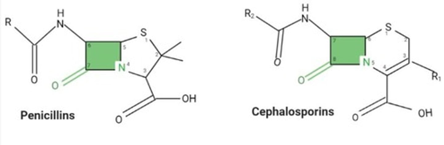 <p>A structural component essential for the action of beta-lactam antibiotics.</p>