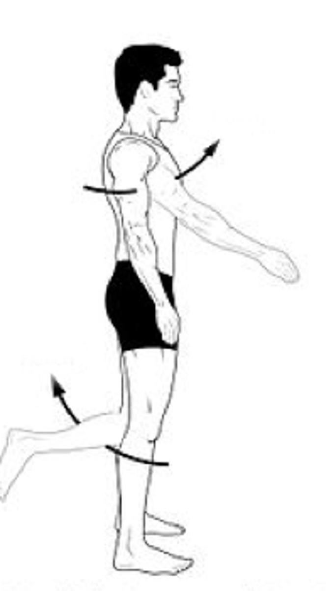 <p>Identify the action indicated by the arrow.</p>