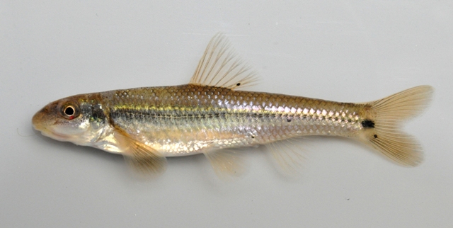 <p>Suckermouth minnow</p>