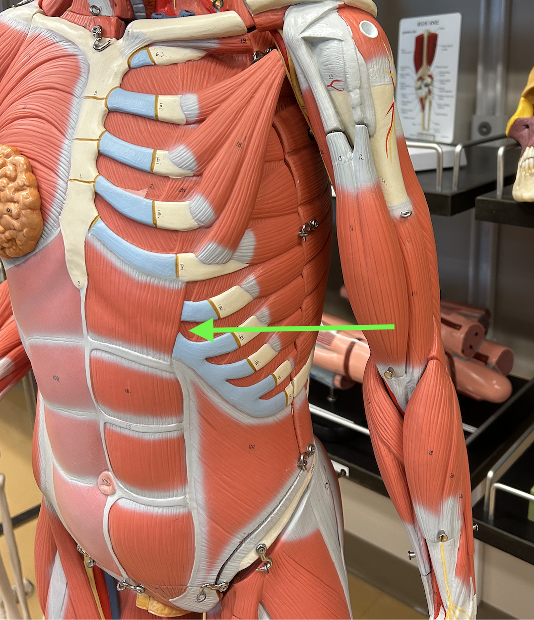 <p>below external intercostal between all ribs</p>