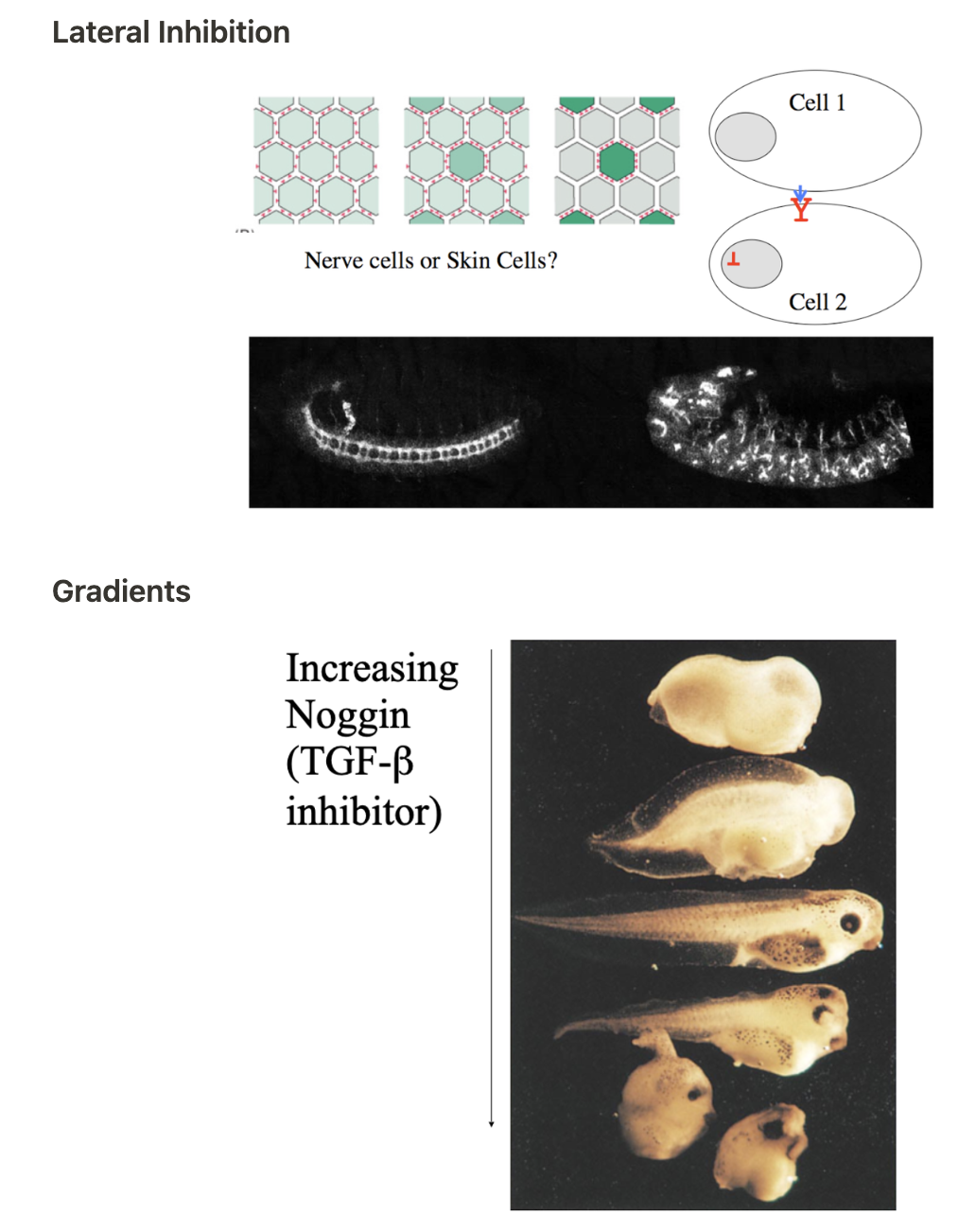 <p>cell development; cells induce each other to turn On/Off genes</p>