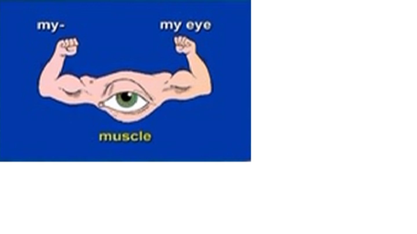 <p>muscle</p>