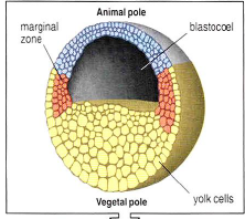 animal pole