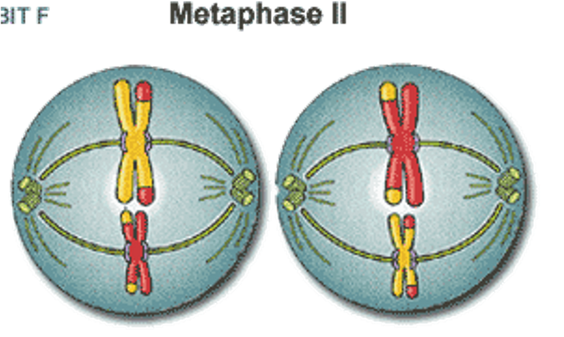 <p><span>•Chromosomes line up head-to-toe on the equator of the cell.</span></p><p><span>•Spindle fibres attach to the centromeres of each chromosome.</span></p>