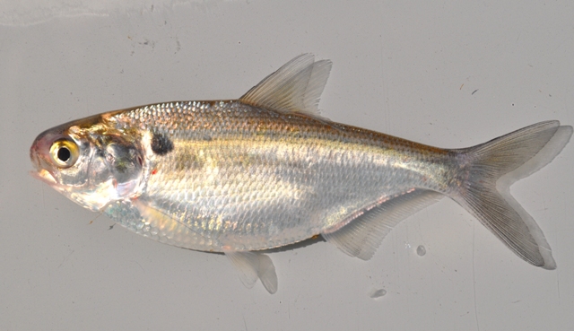 <p>Gizzard Shad; last dorsal ray greatly prolonged; subterminal mouth and deep body.</p>