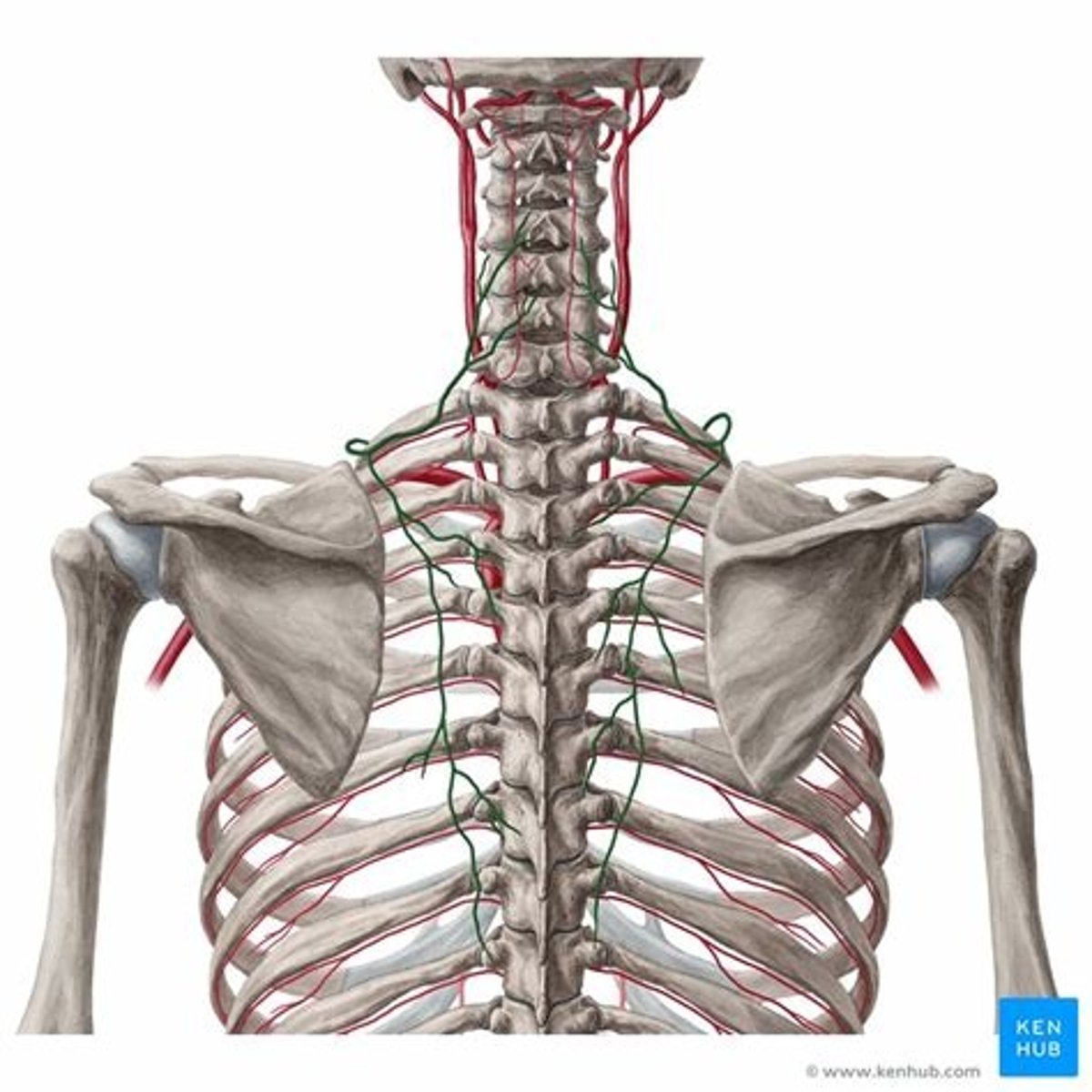 <p>Den avgår från A. subclavia och går genom halsen</p>