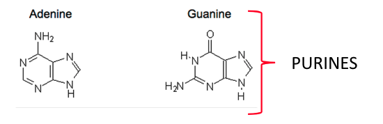 <p>both purines</p><p>(this is why adenine only bonds to guanine) </p>