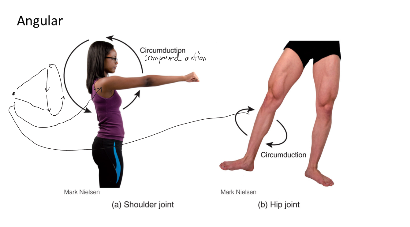 <p>Circular movement involving flexion, extension, abduction, and adduction.</p>