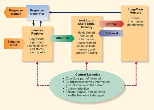 <p>Look at Diagram! Cognitive Control - conscious part of the mind, coordinates incoming information with info in the system. Controls Attention</p>