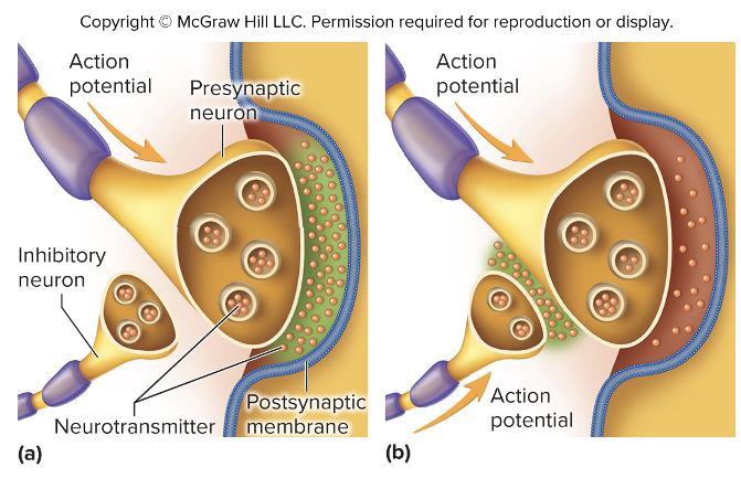 <ul><li><p>Substance released by neurons that influence the likelihood of an action potential being generated in the postsynaptic cell</p></li><li><p><strong>Axoaxonic synapses-</strong></p><ul><li><p>axon of neuron synapses on the presynaptic terminal (axon) of another&nbsp;</p><ul><li><p>allows the release of neuromodulator to influence the action of another neuron</p></li></ul></li></ul></li></ul><p></p>