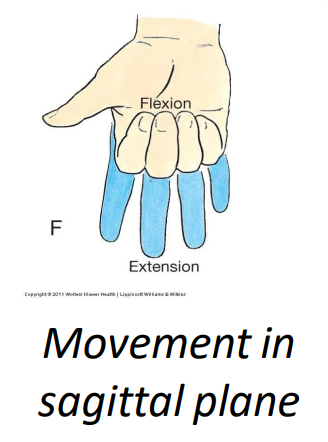 <p>extensor digitorium m. (extension)</p>