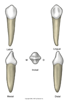 <ul><li><p>eruption: 11-12 years old </p></li><li><p>mesial slop shorter</p></li><li><p>lingual surface more smooth, less distinct </p></li><li><p>root shorter than max, longest of mand </p></li><li><p>narrower than max</p></li><li><p>thinner lingual ridges</p></li><li><p>wider labio-lingually</p></li><li><p>cusp tip lingually inclined, slants lingually</p></li></ul><p></p>