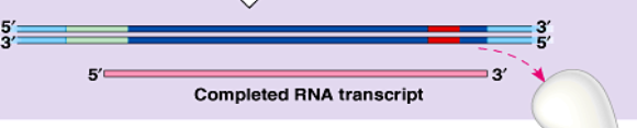 <p>when RNA polymerase/prompter reach the termination site the mRNA is complete</p>