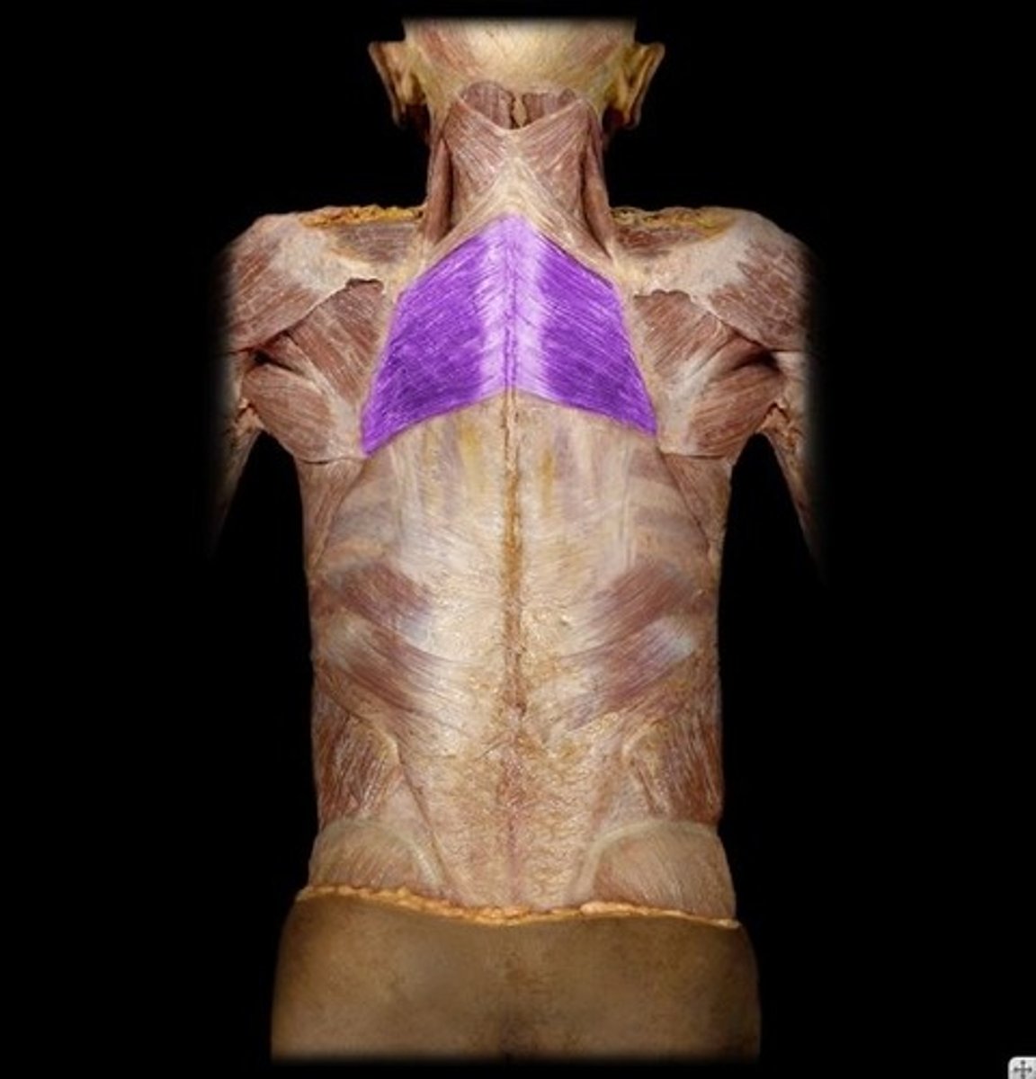 <p>action of rhombdoids</p>