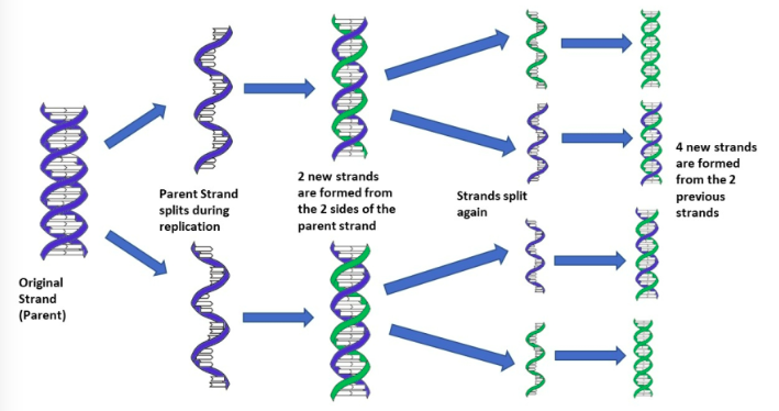 <p>only half of each parent strand remains in the new DNA molecule</p>
