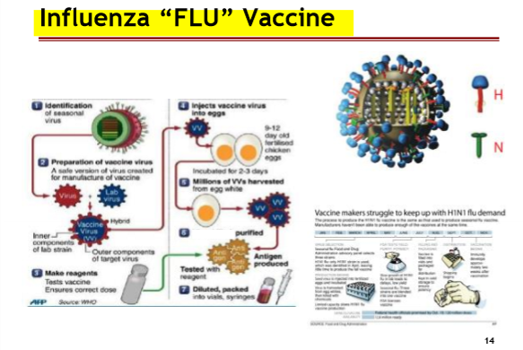 <p>The Influenza  “Flu” Virus</p><p></p>