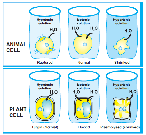 <p>Plant cells are generally in hypotonic environments and do not burst open due to their cell wall. Instead, these cells become turgid due to their central vacuole swelling.</p>