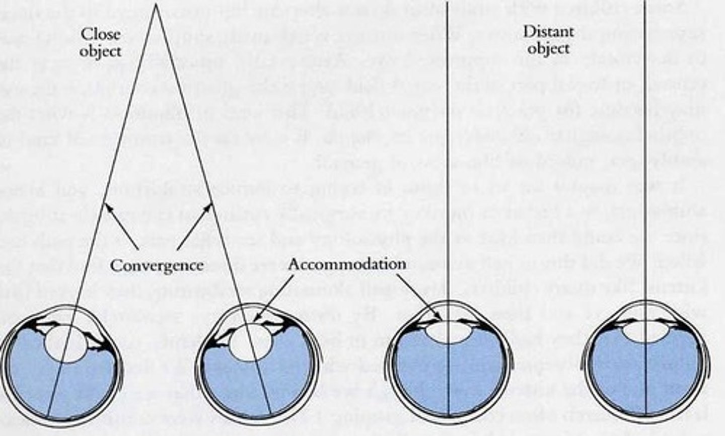 <p>(C) Convergence</p><p>Convergence is a binocular cue that enables depth perception, and which is based on how relaxed and turned a human's eyeballs are. When an object is far away our eye muscles are relaxed, and when an object is close, the eye muscles turn our eyes toward the object.</p>
