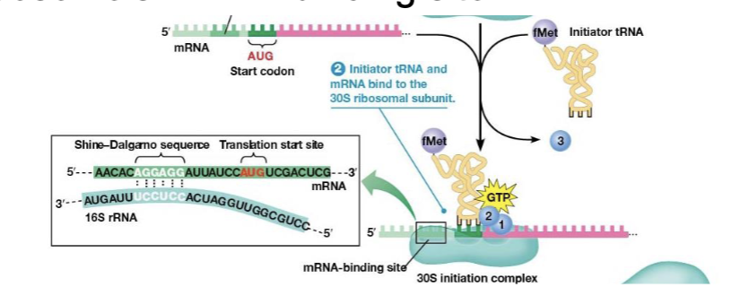 <p>consists of 3-9 purines located upstream of the start, the mRNA binds in the proper orientation due to this sequence</p>