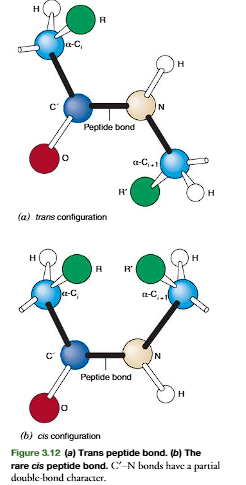 <p>Thus a polypeptide chain consists of peptide-bond planes interconnected at the -carbon  atoms. The -carbon interconnects the peptide bonds through single bonds that allow rotation of adjacent peptide planes with respect to each other. Each amino acid residuecontributes one  -carbon, two single bonds, and a peptide bond to the polypeptide chain (Figure 3.11). The termresiduerefers to the atoms contributed by an amino acid to a polypeptide chain including those of the side chain. </p><p>The peptide bond in Figure 3.12ashows atransconfigurationof its oxygen (O) and hydrogen (H) atoms. This is the most stable configuration with the two side chainsof the adjacent residues (R and R) also being in trans. The cisconfiguration(Figure 3.12b) brings the two side-chain groups to the same side of the CN bond, which is unfavorable because of steric hindrance between the R groups. Accordingly, transpeptide bonds occur in proteins except where there are proline residues. In proline the side chainincludes the -amino group, and both the cisand transpeptide bond configurations with the proline -imino group have unfavorable interactions with the -carbon of the adjacent amino acid forming a peptide bond with the -imino. Accordingly, the peptide bond of proline in an unstructured or denatured polypeptide chain will have significantamounts of its peptide bond in both transandcisconfigurations. The configuration of the proline peptide bond in a folded protein depends on the forces on the proline bondgenerated by the three-dimensional structure of the particular protein molecule in whichthe proline is imbedded.</p><p>One of the largest polypeptides in humans is the muscle protein titin, which con- tains about 27,000 amino acid residues in a single polypeptide chain. Chain length alone,however, does not determine the function of a polypeptide. Many small peptides ofless than 10 amino acids perform important biochemical and physiological functions inhumans (Table 3.2). Primary structures are written in a standard convention and sequen-tially numbered from their NH2-terminal end to their COOH-terminal end, consistent with the order of addition of the amino acid to the chain during biosynthesis. Accord-ingly, for thyrotropin-releasing hormone (Table 3.2) the glutamic acid residue on theleft is the NH2-terminal amino acid of the tripeptide and amino acid residue 1 in the sequence. The proline is the COOH-terminal amino acid and is residue 3. The defineddirection of the polypeptide chain is from Glu to Pro (NH2-terminal amino acid to COOH-terminal amino acid.</p><p></p>