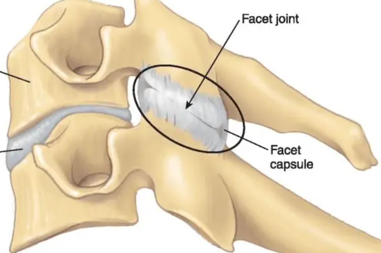 <p>Small, flat articular surface</p>