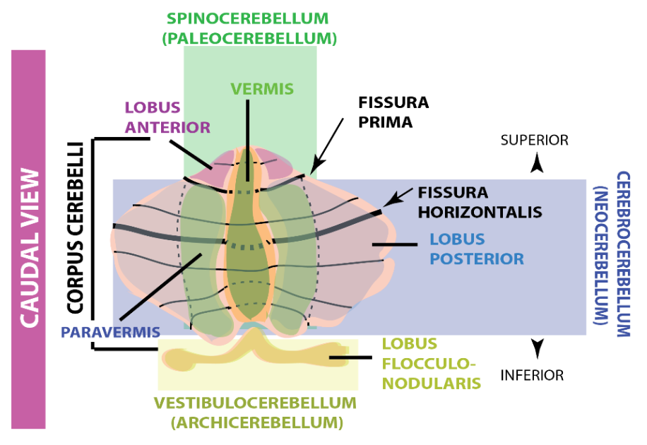 <ol><li><p>Archicerebellum (Balance/Cordination)</p></li><li><p>Paleocerebellum (Integration between sensory inputs and motor commands)</p></li><li><p>Cerebrocerebellum (cognitive functions eg speech, attention)</p></li></ol>