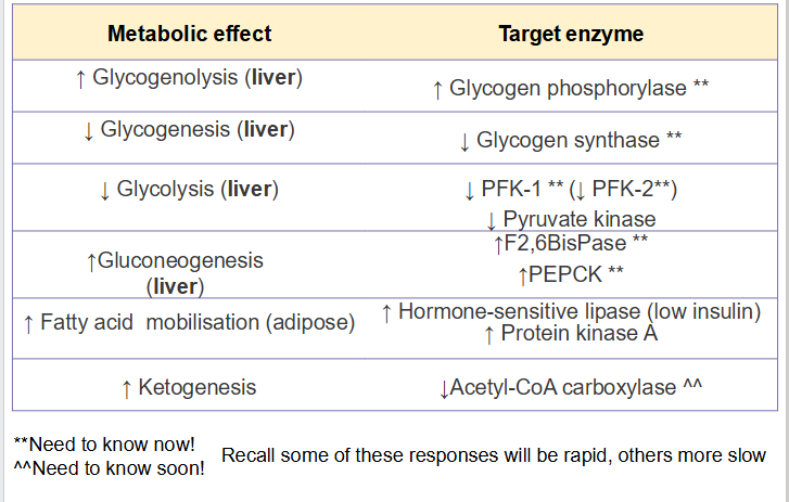 <p>secreted when blood glucose is low</p>