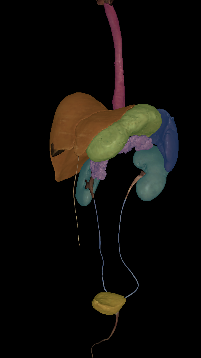 <p>Name the structure highlighted (yellow)</p>