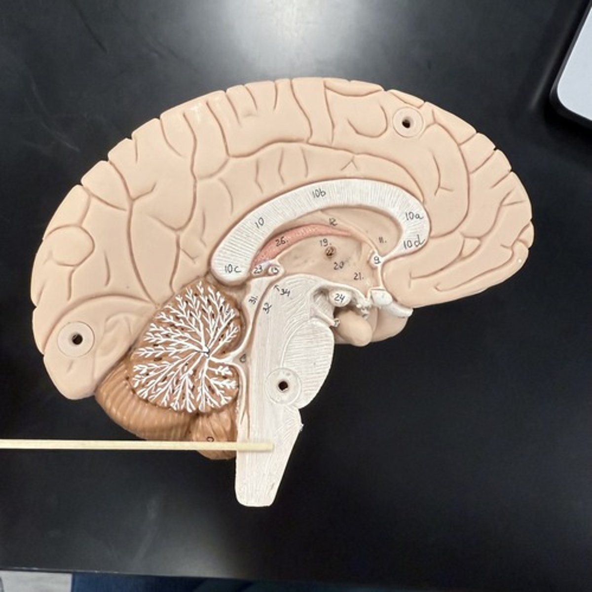 <p>What is this structure?</p>