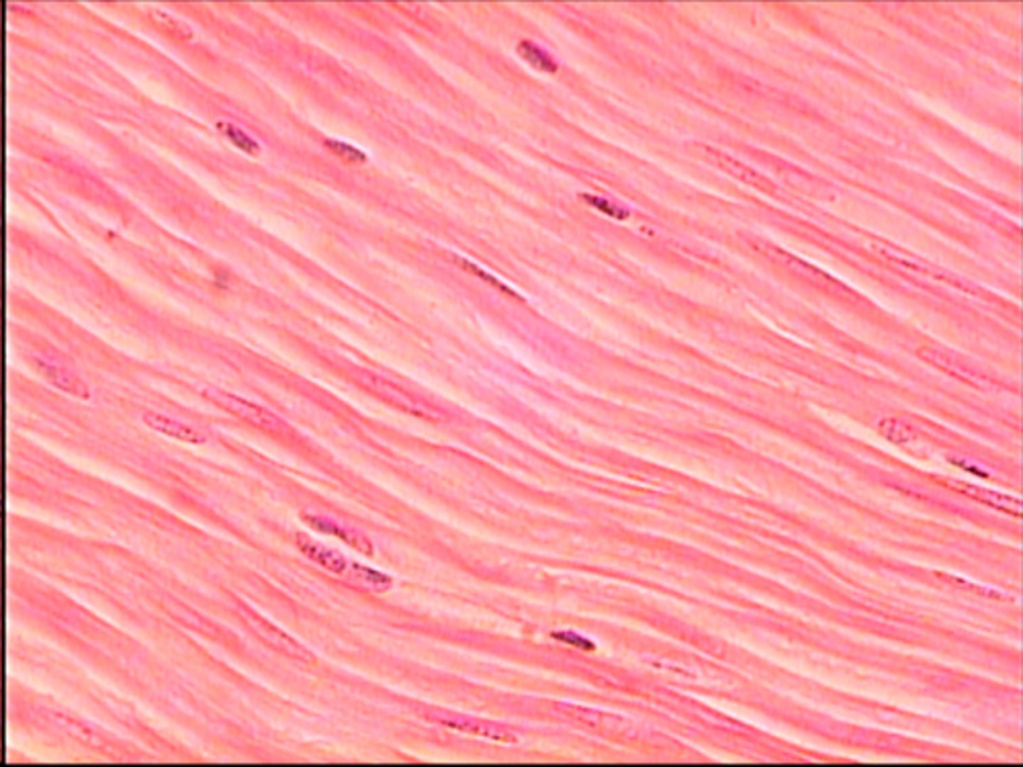 <p>fourth level of organization in an organism</p>
