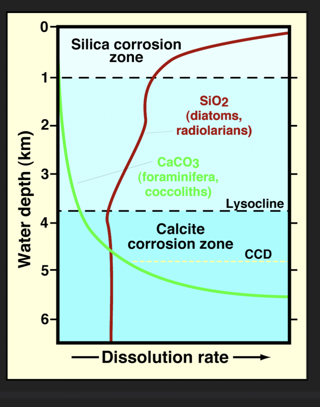 <p>Water depth at which carbonate sediment no longer accumulates</p><p>Rate of accumulation = rate of dissolution</p>