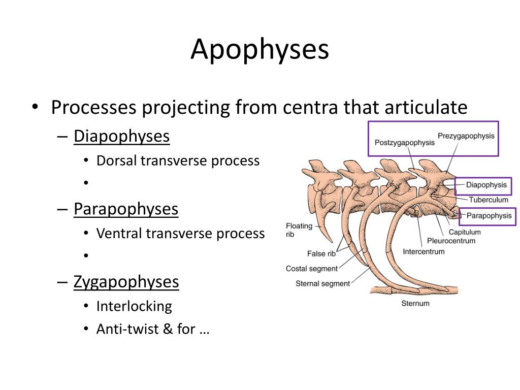 <p>transverse processes that project from the centrum of vertebrae</p>