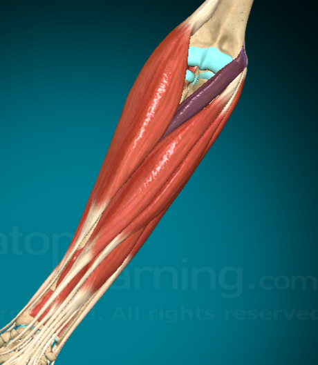 <p>What is this muscle and where is it found?</p>
